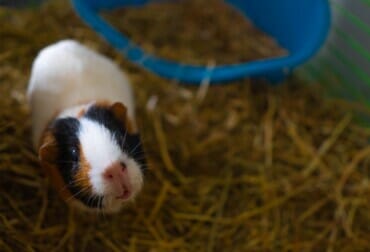 how much is a guinea pig at petsmart