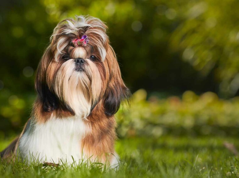 how many times can a shih tzu get pregnant in a year