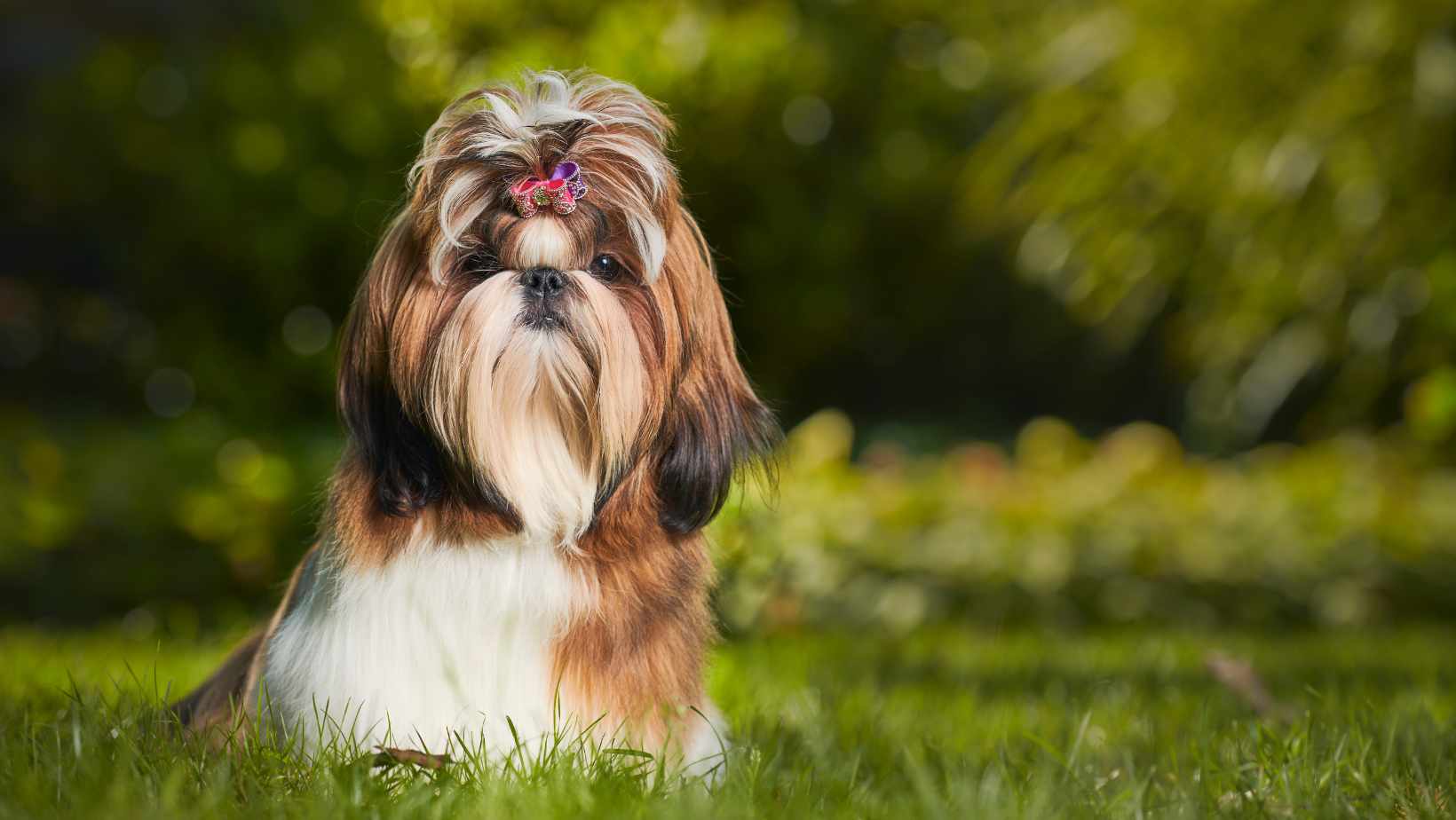 how-many-times-can-a-shih-tzu-get-pregnant-in-a-year-facts-you-need-to