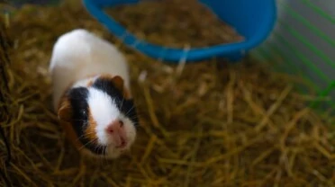 how much is a guinea pig at petsmart